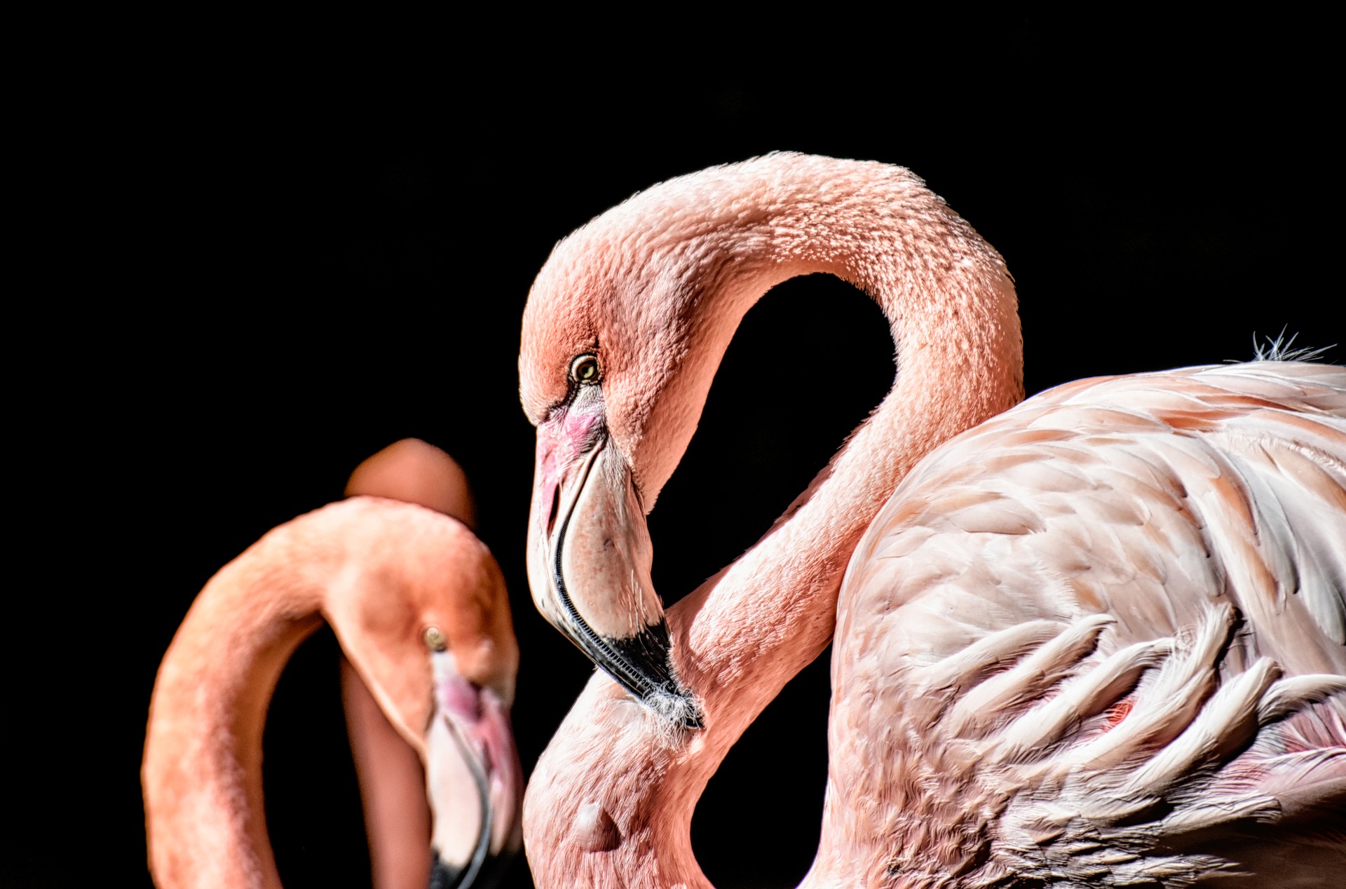 flamingo-3743094_1920